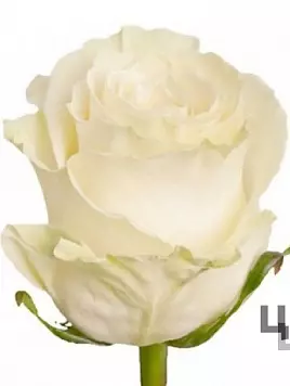Роза премиум белая (60)